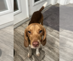 Small Beagle