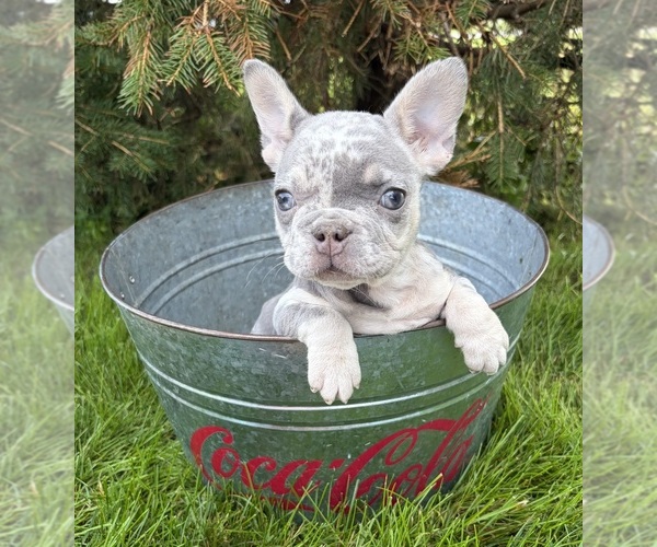Medium Photo #5 French Bulldog Puppy For Sale in MIDDLEBURY, IN, USA