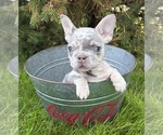 Small #4 French Bulldog