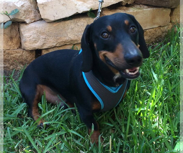 Medium Photo #7 Dachshund Puppy For Sale in San Antonio, TX, USA