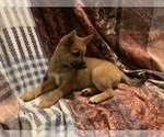 Small Photo #14 Shiba Inu Puppy For Sale in NEW YORK, NY, USA