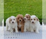 Small #1 Maltipoo