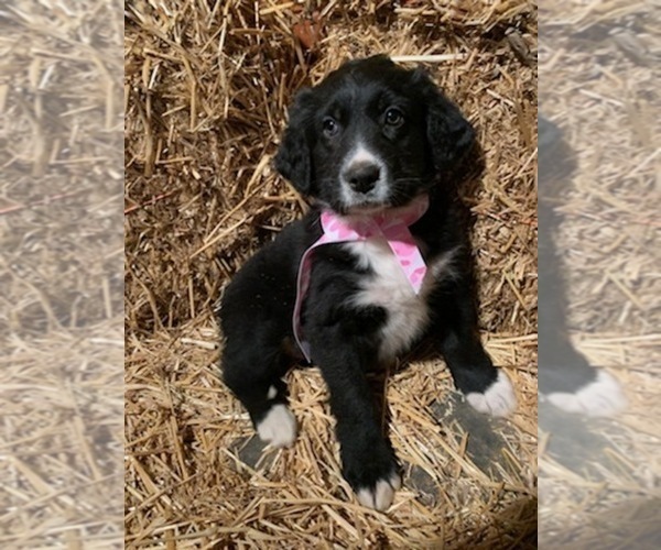 Medium Photo #7 Bernedoodle Puppy For Sale in SHELBYVILLE, IL, USA