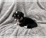 Small Photo #7 Pembroke Welsh Corgi Puppy For Sale in AMES, OK, USA