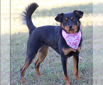 Small #1 Chihuahua-Colonial Cocker Spaniel Mix