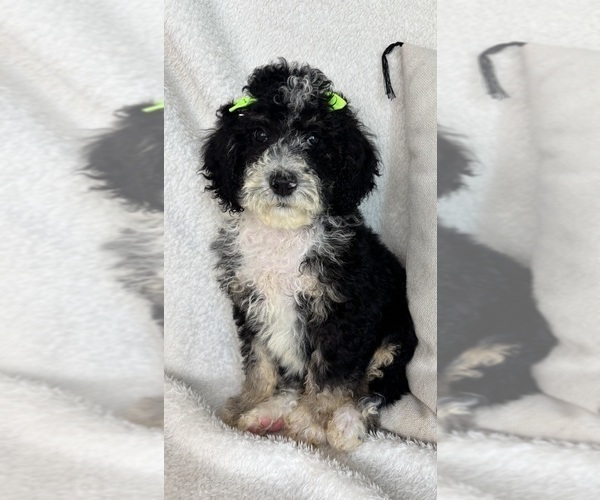 Medium Photo #3 Bernedoodle Puppy For Sale in GREENFIELD, IN, USA