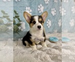 Small #6 Pembroke Welsh Corgi