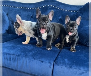 French Bulldog Puppy for Sale in NASHVILLE, Tennessee USA