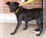 Small #1 Labrador Retriever Mix