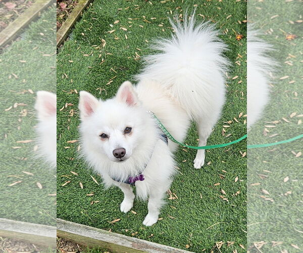 Medium Photo #3 American Eskimo Dog Puppy For Sale in Pikesville, MD, USA