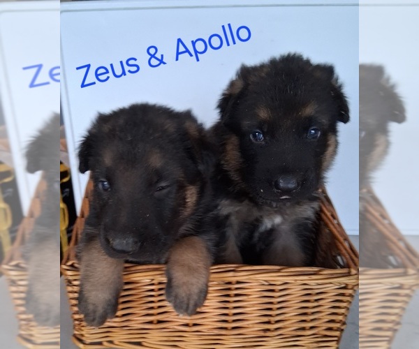 Medium Photo #2 German Shepherd Dog Puppy For Sale in WARSAW, IN, USA