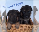 Small #1 German Shepherd Dog