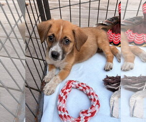 Bulldog-Labrador Retriever Mix Dogs for adoption in Tarrytown, GA, USA