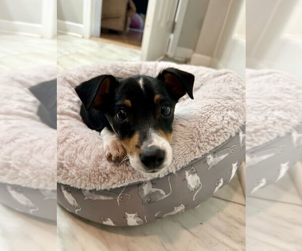 Medium Photo #1 Australian Shepherd-Chihuahua Mix Puppy For Sale in Mooresville, NC, USA