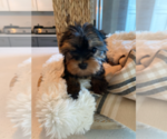 Small #5 Yorkshire Terrier