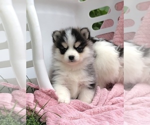 Pomsky Puppy for sale in SAVOY, MA, USA