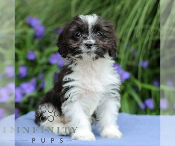 Medium Photo #5 Cavapoo Puppy For Sale in EAST EARL, PA, USA