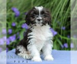 Small #4 Cavapoo