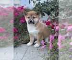 Small #8 Shiba Inu
