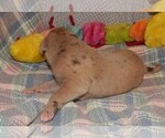 Small Photo #88 Great Dane Puppy For Sale in SPRAGGS, PA, USA