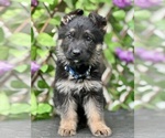Small #1 German Shepherd Dog