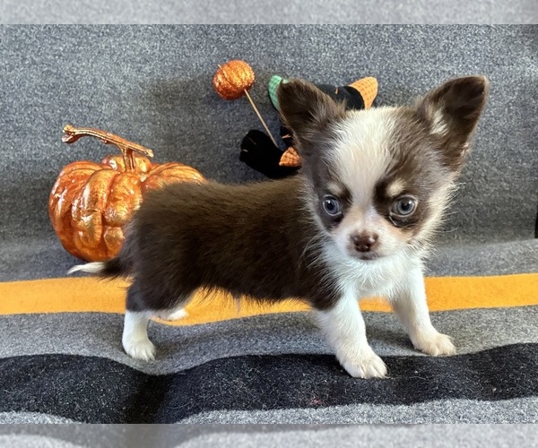 Medium Photo #4 Chihuahua Puppy For Sale in NEWVILLE, PA, USA