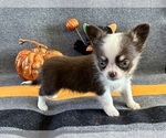 AKC Bravo male - Male Chihuahua Puppy for Sale - Photo #4