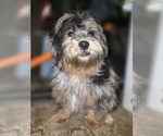 Small #5 ShihPoo