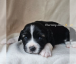 Puppy Mittens Miniature Australian Shepherd