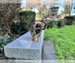 Small #56 Pomeranian