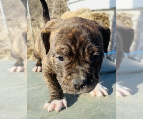 Medium Photo #6 American Bully Puppy For Sale in GROVE CITY, MN, USA