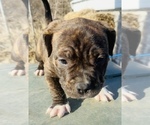 Small #5 American Bully