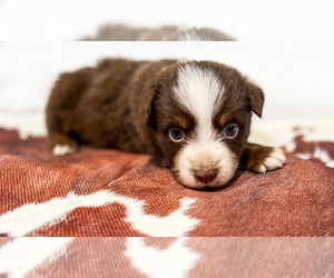 Miniature Australian Shepherd Puppy for Sale in ARDMORE, Oklahoma USA