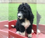 Small #35 Bernedoodle
