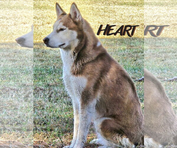 Medium Photo #2 Siberian Husky Puppy For Sale in Severn, MD, USA