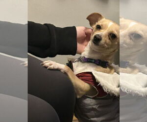 Chihuahua-Unknown Mix Dogs for adoption in Duluth, MN, USA