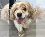 Small #1 Cocker Spaniel