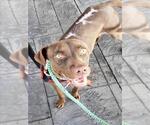 Small Labrador Retriever