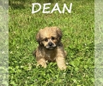 Small #1 Shih-Poo
