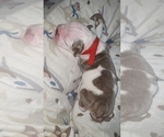 Small Photo #8 Olde English Bulldogge Puppy For Sale in GREENCASTLE, PA, USA