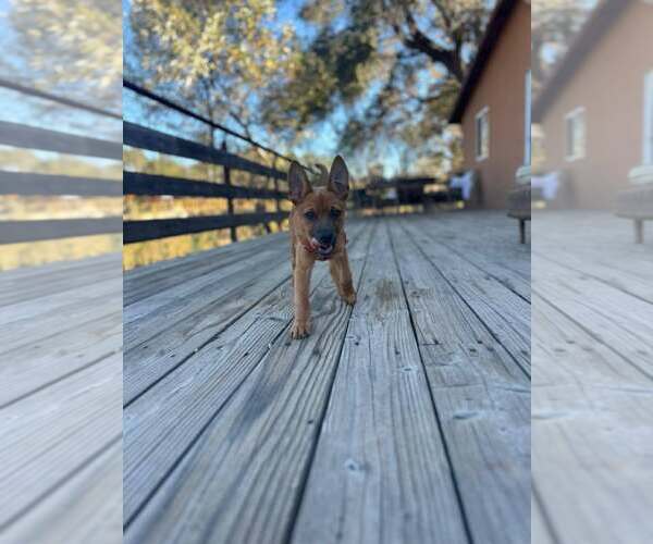 Medium Photo #3 Mutt Puppy For Sale in San Diego, CA, USA