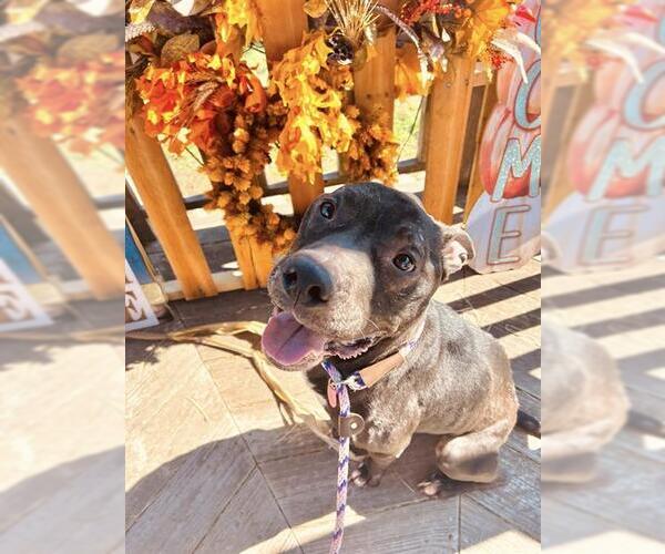 Medium Photo #2 American Staffordshire Terrier-Unknown Mix Puppy For Sale in Louisville, KY, USA