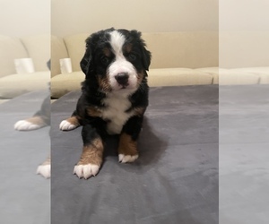 Bernese Mountain Dog Puppy for sale in NAVARRE, FL, USA