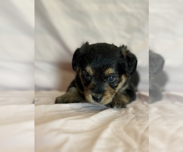 Medium Photo #5 Corgipoo Puppy For Sale in LONGMONT, CO, USA