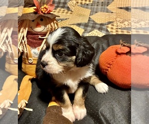 Aussalier Puppy for sale in PICAYUNE, MS, USA