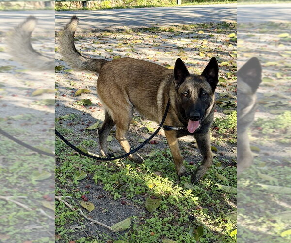 Medium Photo #2 Mutt Puppy For Sale in Imlay City, MI, USA