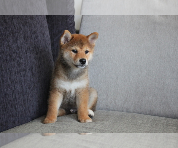 Medium Photo #8 Shiba Inu Puppy For Sale in HOUSTON, TX, USA