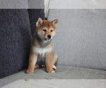 Small Photo #8 Shiba Inu Puppy For Sale in HOUSTON, TX, USA