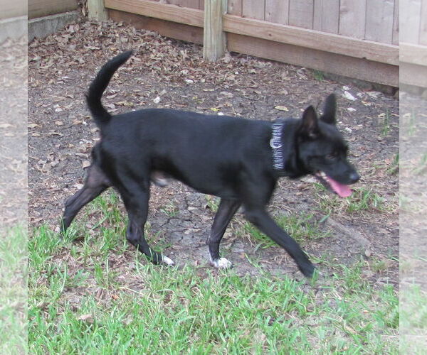 Medium Photo #6 Mutt Puppy For Sale in HOUSTON, TX, USA