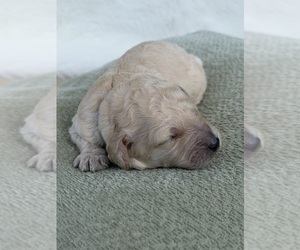 Goldendoodle mix (+ Poodle Standard) Puppy for sale in MAYNARDVILLE, TN, USA